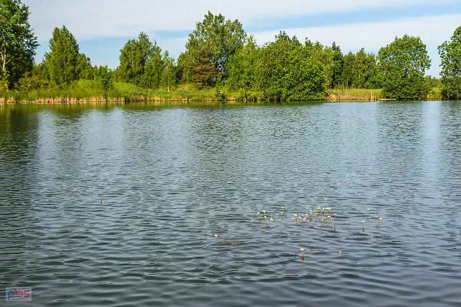 Staw przy ul. Łąkowej - dzielnica Gnaszyn-Kawodrza, Częstochowa
