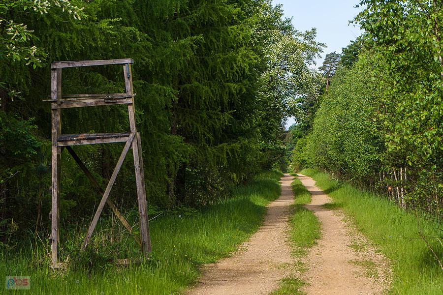 Leśna droga pomiędzy Blachownią a Pietrzakami