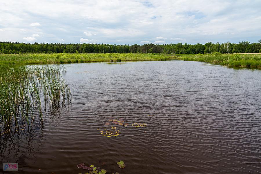 Staw Stara Brzoza, Pawełki