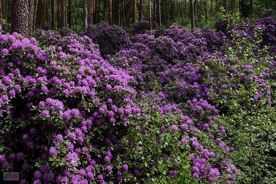 Stanowisko różanecznika fioletowego - Pawełki w gminie Kochanowice
