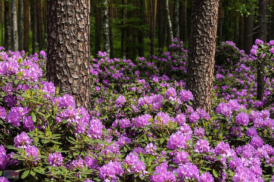 Stanowisko różanecznika fioletowego - Pawełki w gminie Kochanowice