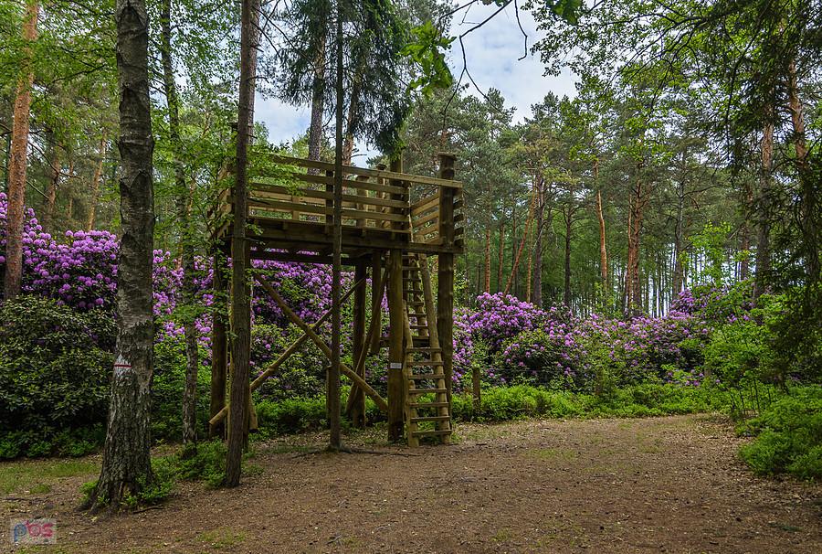 Stanowisko różanecznika fioletowego - Pawełki w gminie Kochanowice