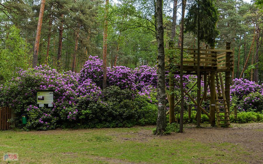 Stanowisko różanecznika fioletowego - Pawełki w gminie Kochanowice
