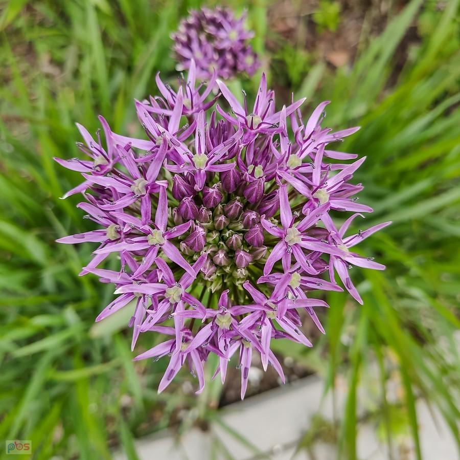 Allium Aflatunense