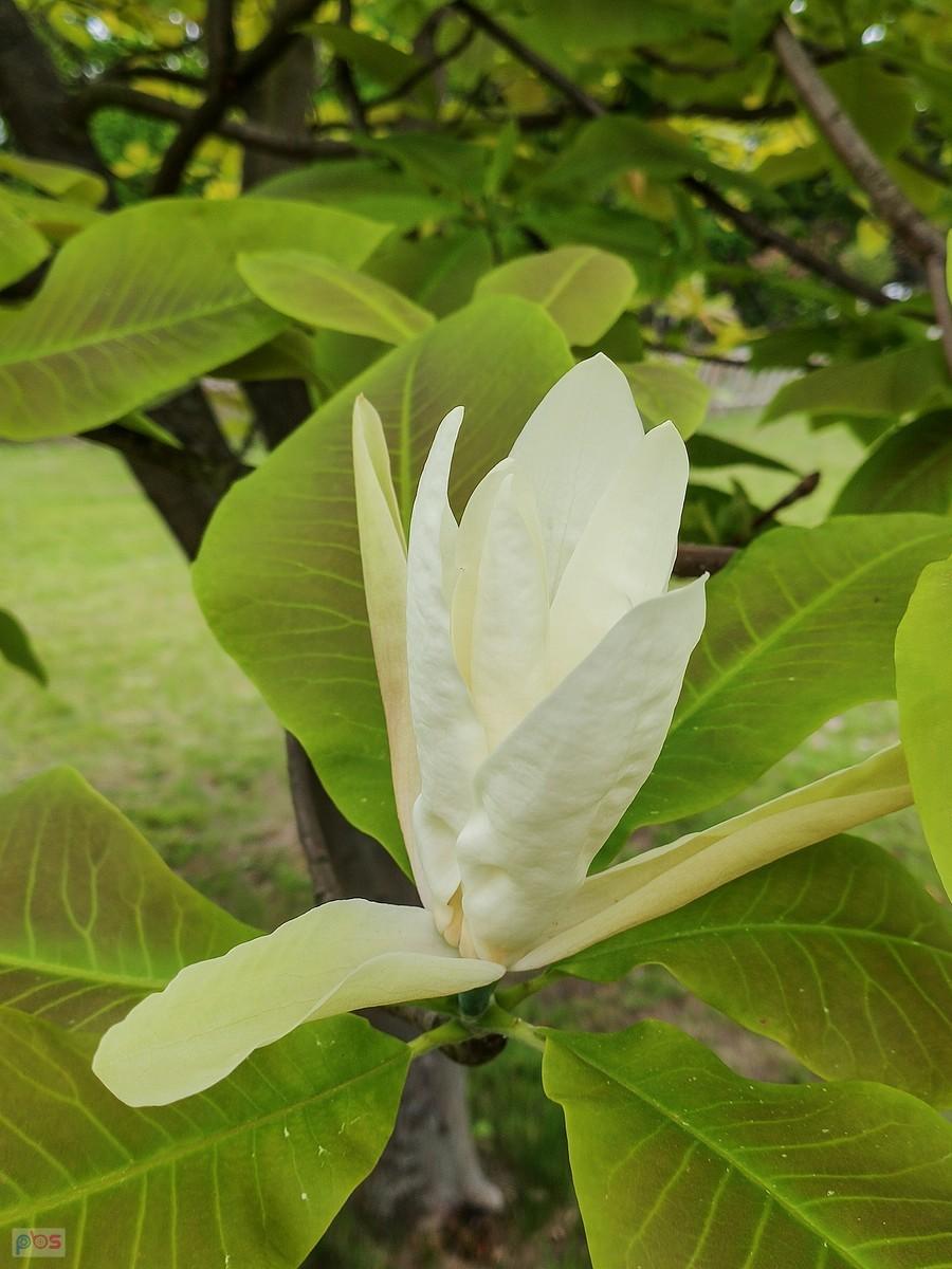 Kwiat magnolii parasolowatej