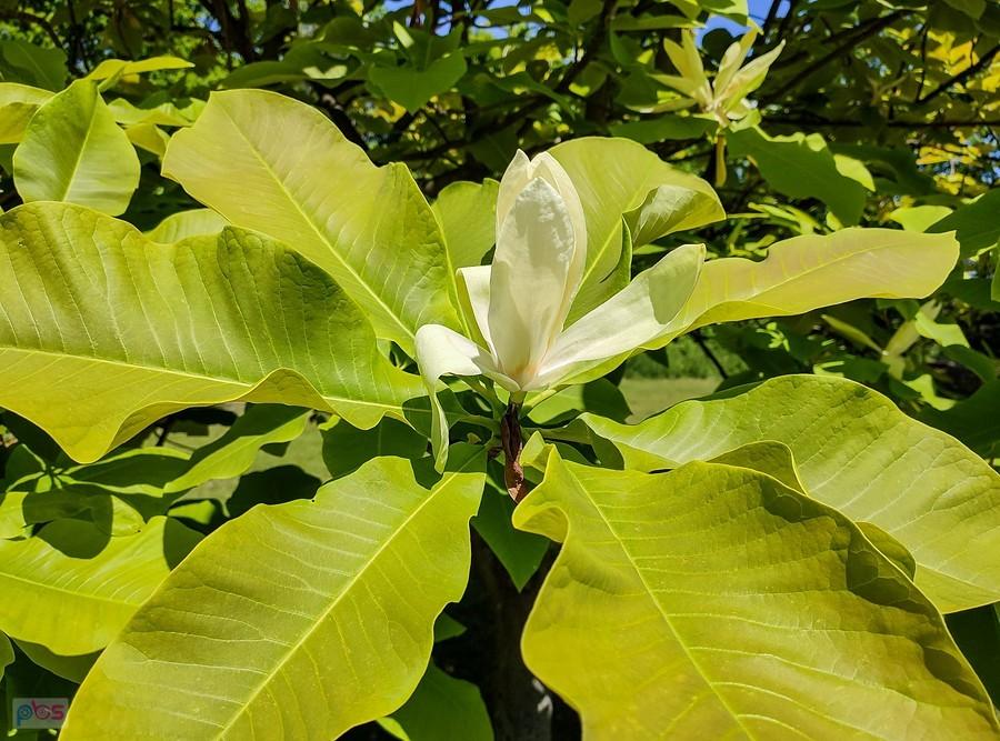 Liście magnolii parasolowatej są imponujących rozmiarów