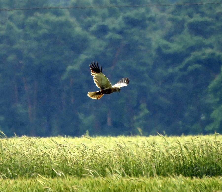 Błotniak nad polem
