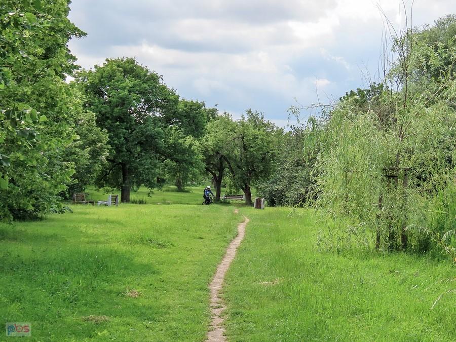 Singletrack w Dolince Służewskiej