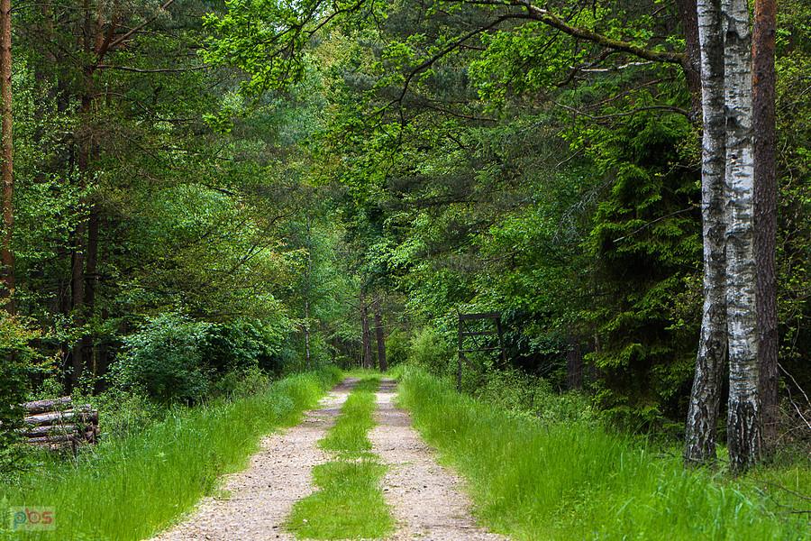 Tanina - PK Lasy nad Górną Liswartą