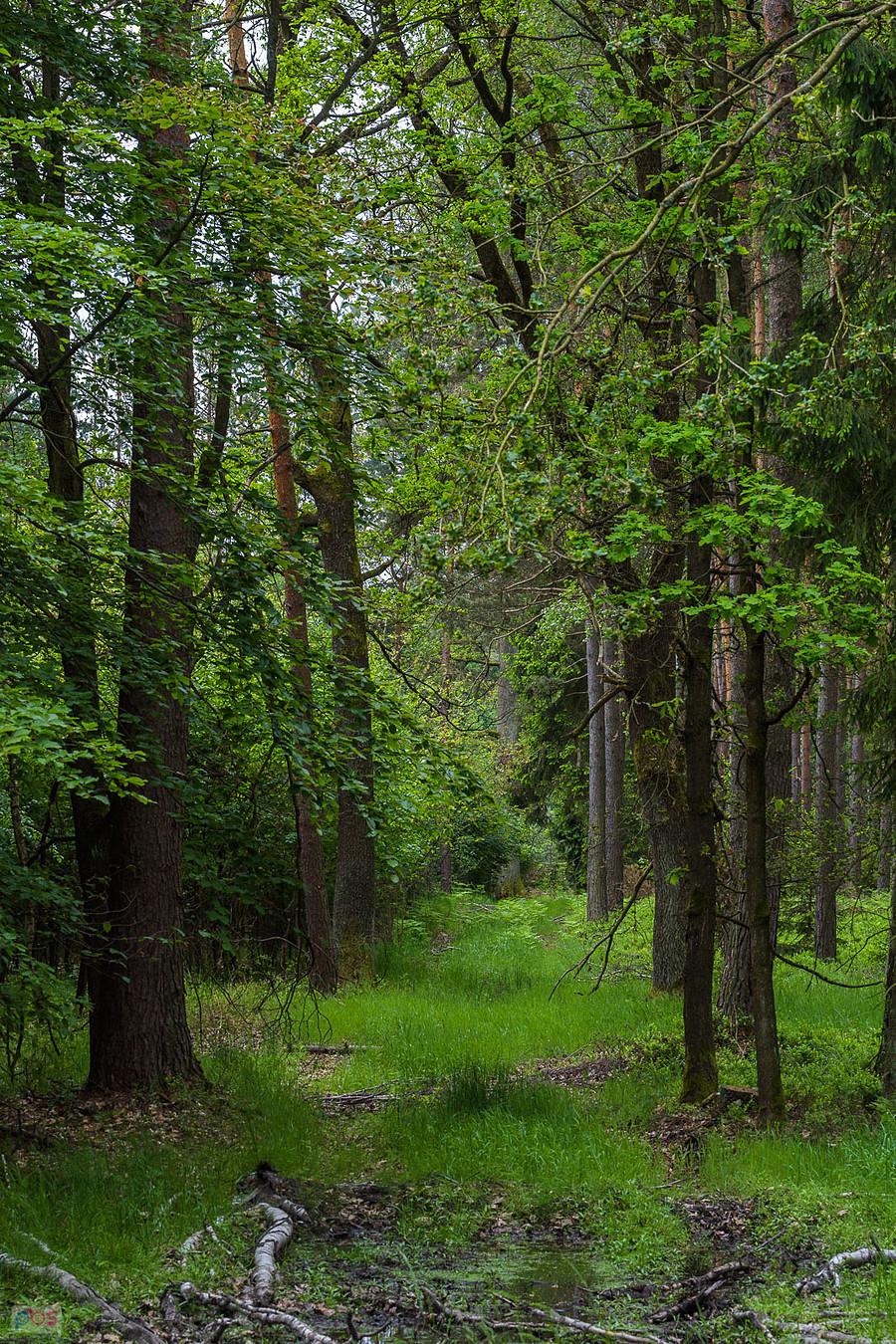 Tanina, spojrzenie na poprzeczną drogę leśną