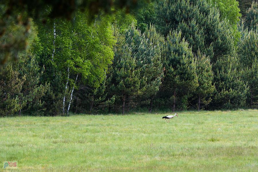 Turza - bociek widziany na polu obok drogi