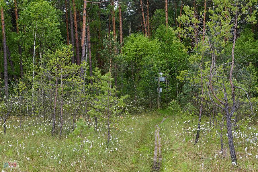 Miejscowość Jezioro, tak wygląda dojście do bagna