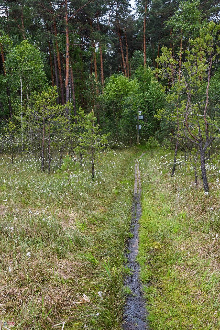Miejscowość Jezioro, tak wygląda dojście do bagna