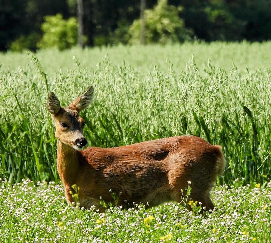 Zamyślona sarna