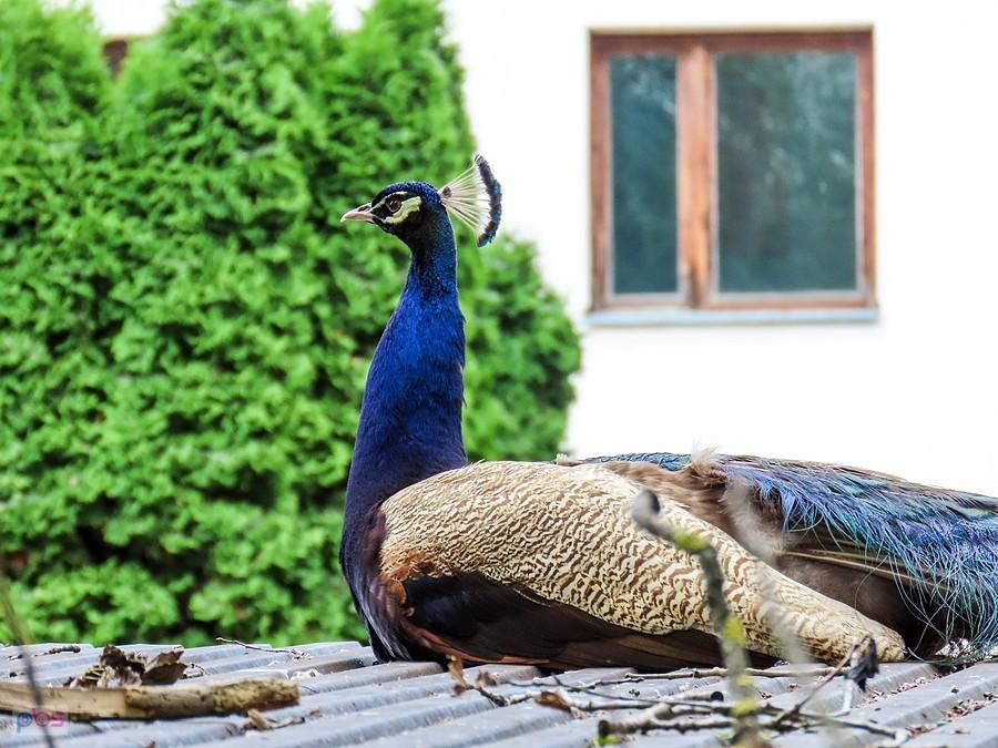 Paw usadowił się na dachu jakiejś szopy