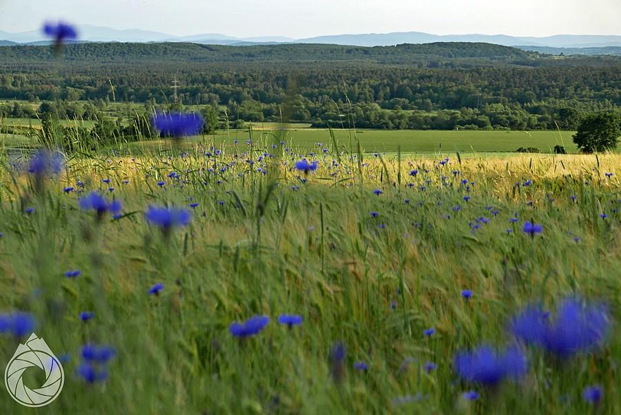 w oddali Beskidy, w dole Dolina Potoku Rudno