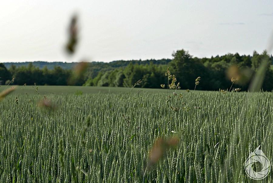 powoooli dochodzące zboża