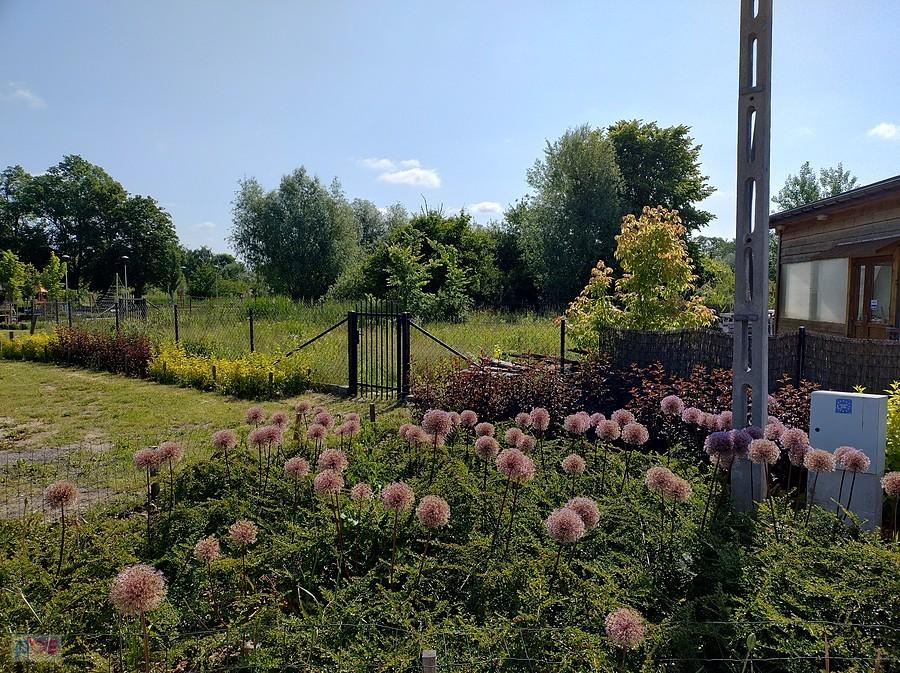 Kwietne kule zmieniły kolor, ale nadal są efektowne