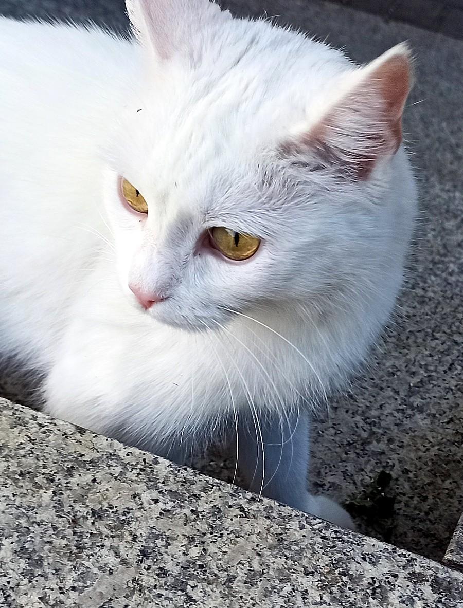 Koteczka osiedlowa