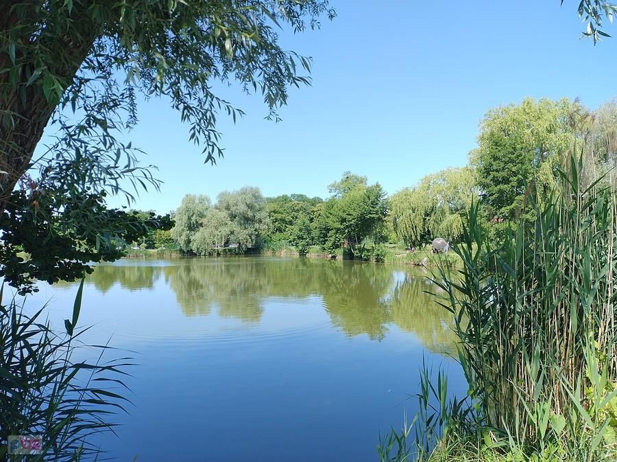 Staw w Zielonkach
