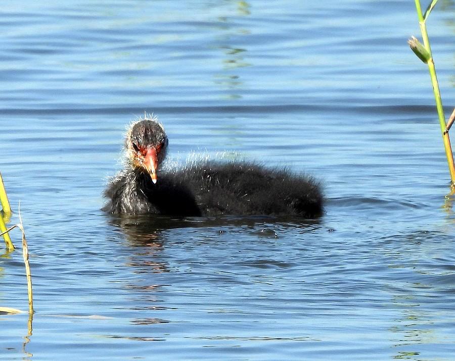 Młodziutka łyska