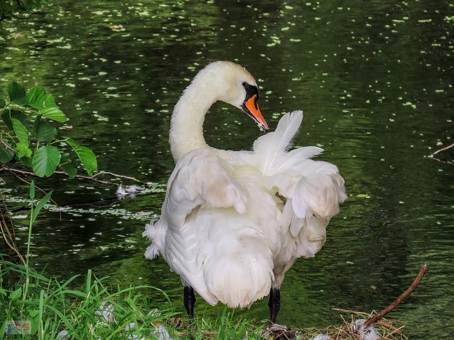 Łabędź tata czyści pióra