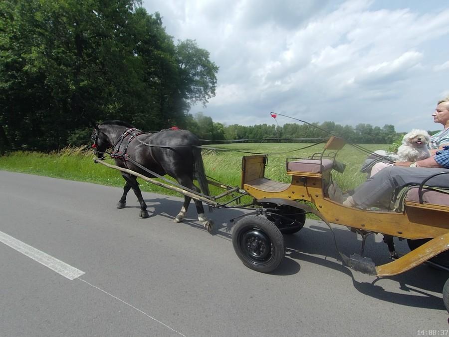Piesek na bryczce