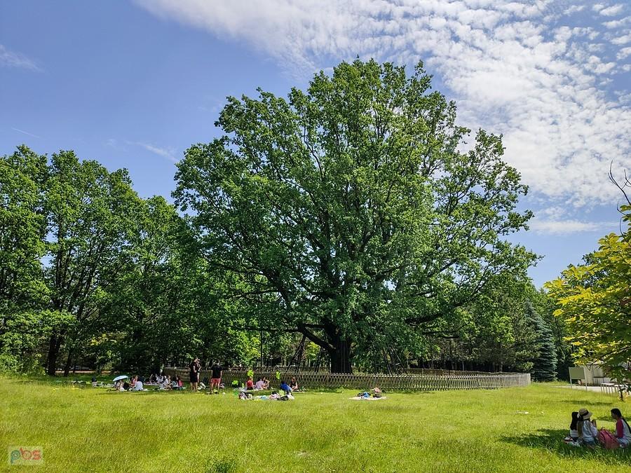 Piknik pod Hetmanem