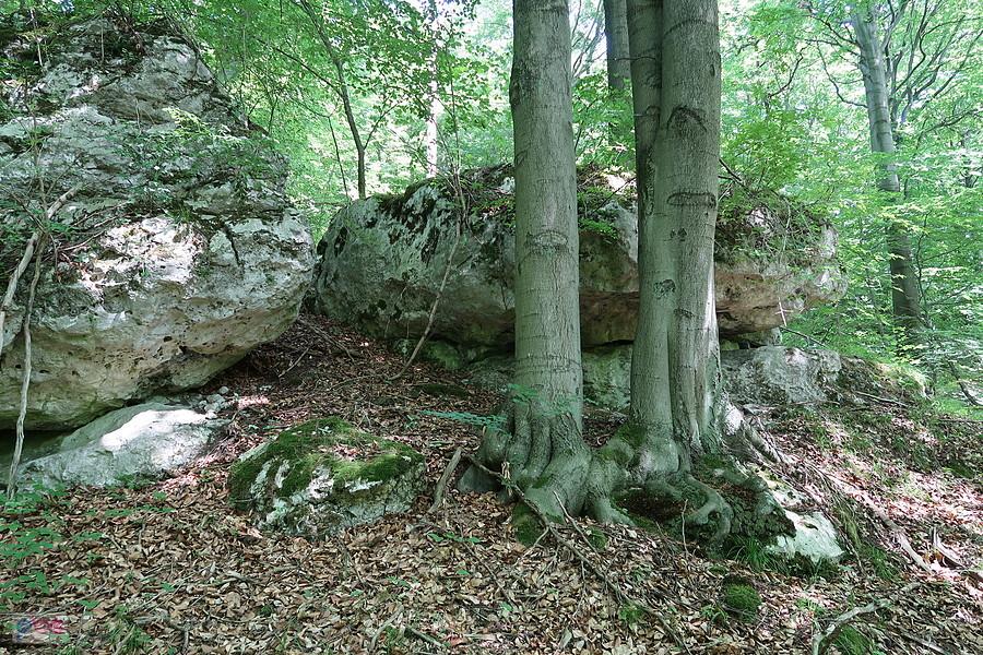 Buki i skałki