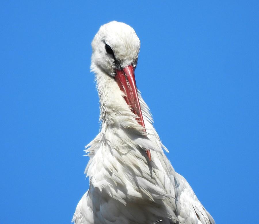 Bociani portret