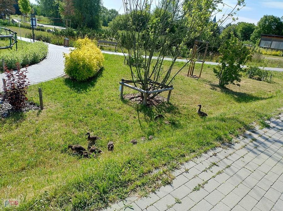 Kacza mama ze swoim stadkiem