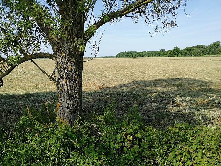 Niepłochliwy lisek.