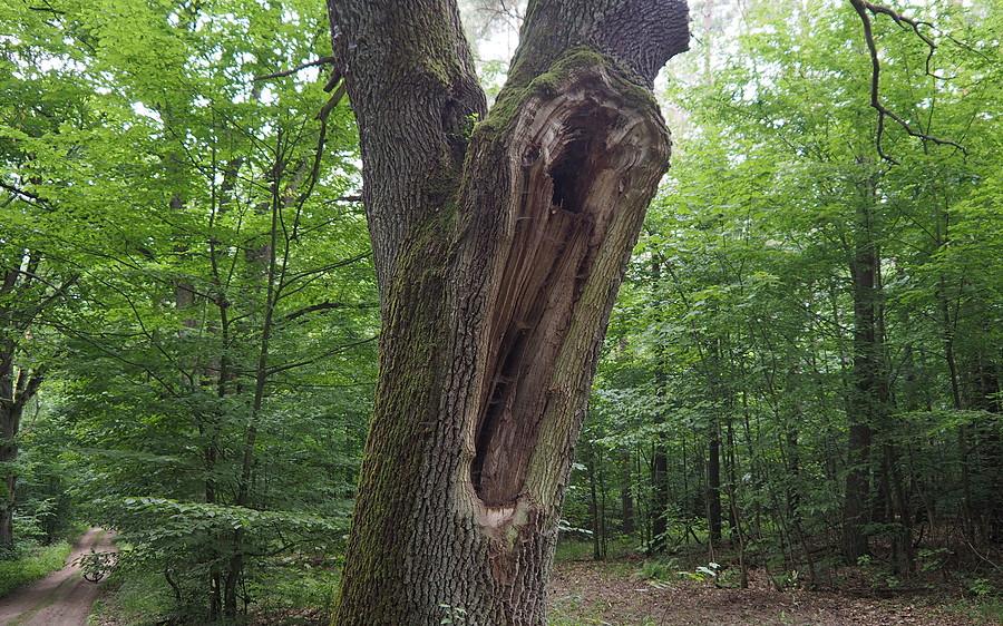 Otwarte wnętrze