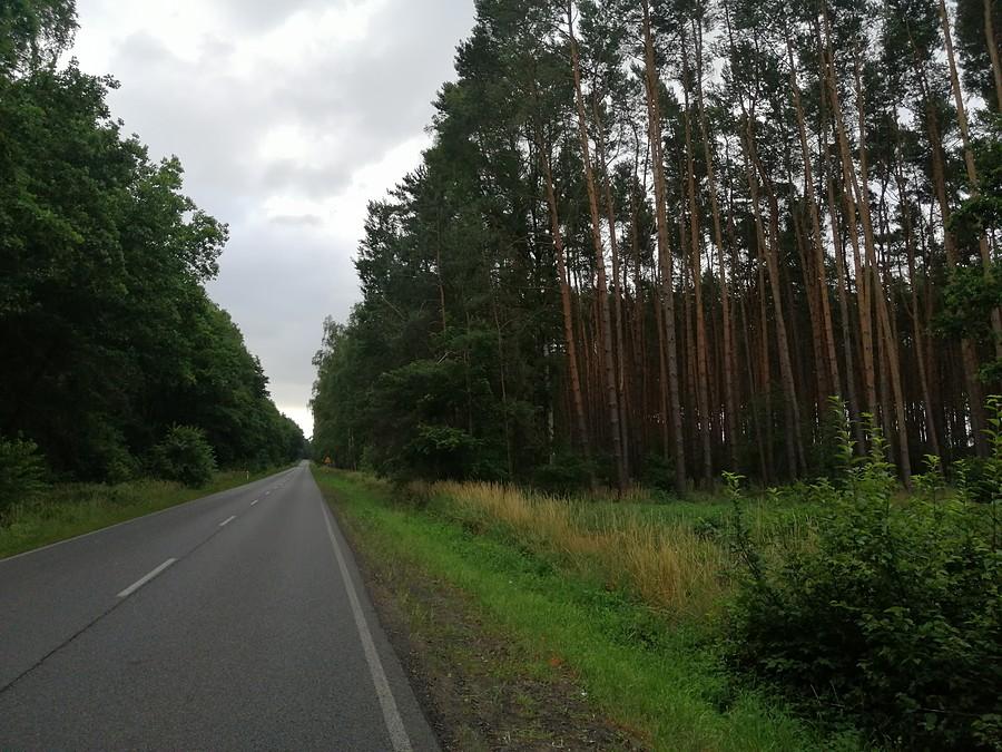 Spokojna wojewódzka przez las.