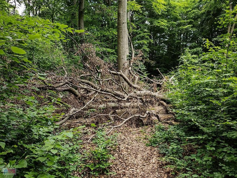Naturalna przeszkoda w rezerwacie Bukowa Góra
