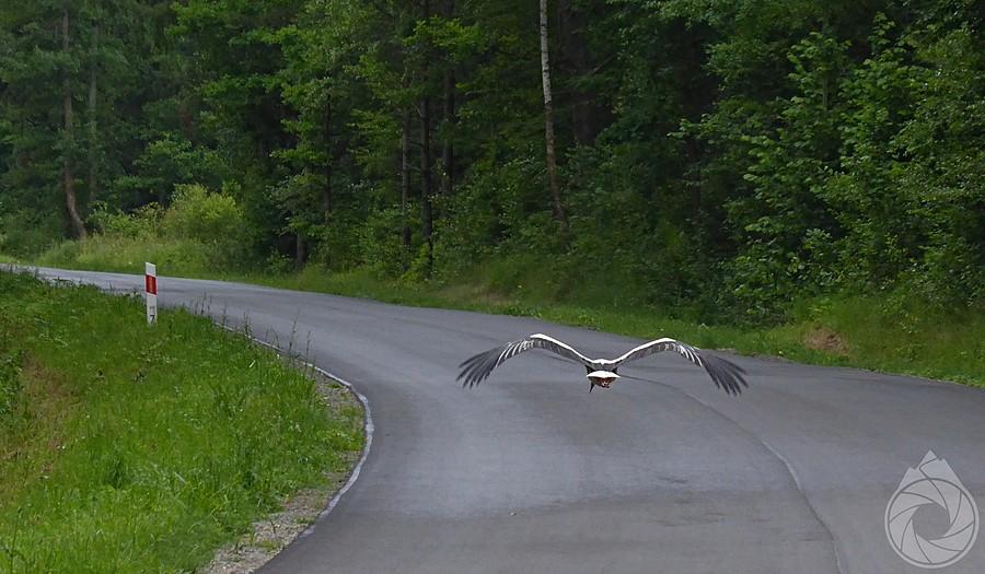 bociek-samobójca na drogach podhorynieckich