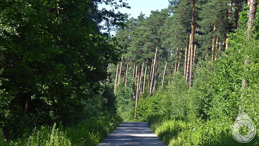 leśne drogi okolicy Lubaczowa i Budomierza