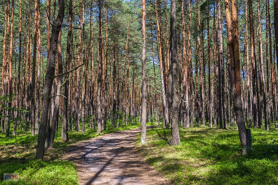 Las pomiędzy Żarkami Letniskiem a Wysoką Lelowską