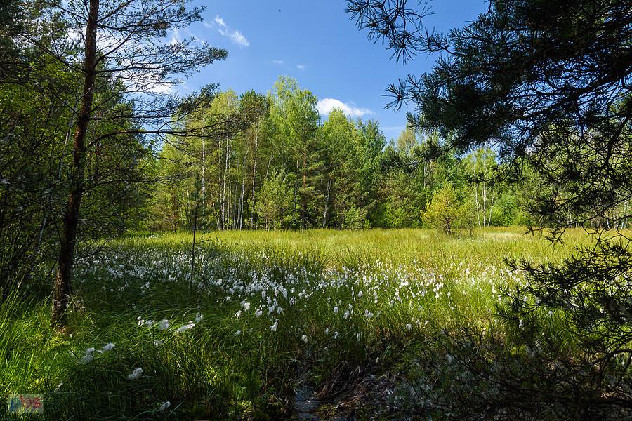 Podmokła łąka w Wysokiej Lelowskiej
