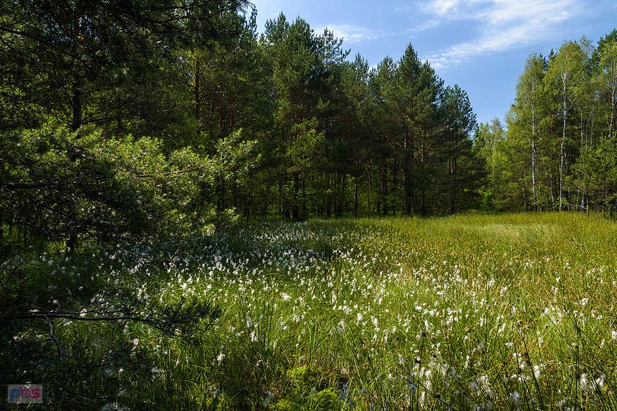 Podmokła łąka w Wysokiej Lelowskiej