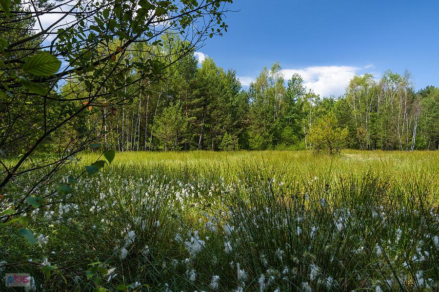 Podmokła łąka w Wysokiej Lelowskiej