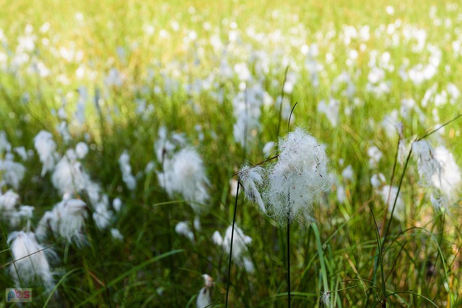 Wełnianka wąskolistna - Wysoka Lelowska