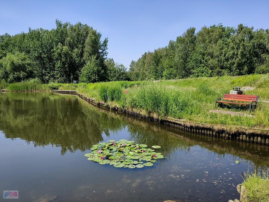 Nenufarów ubywa każdej nocy, ale wiadomo to Ursynów!!!