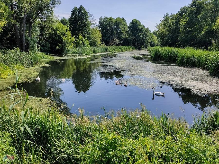 Drugą rodzinę łabędzią spotkałem przy jazie