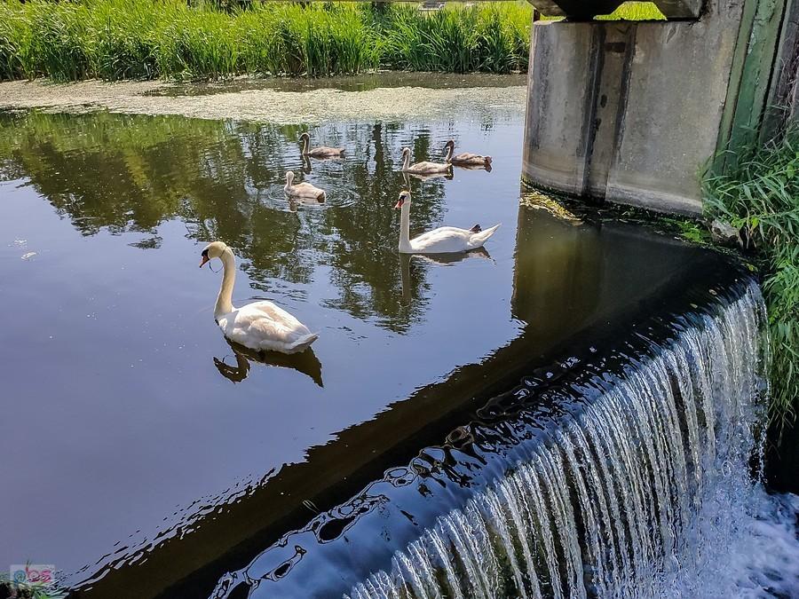 Nurt Jeziorki jest leniwy