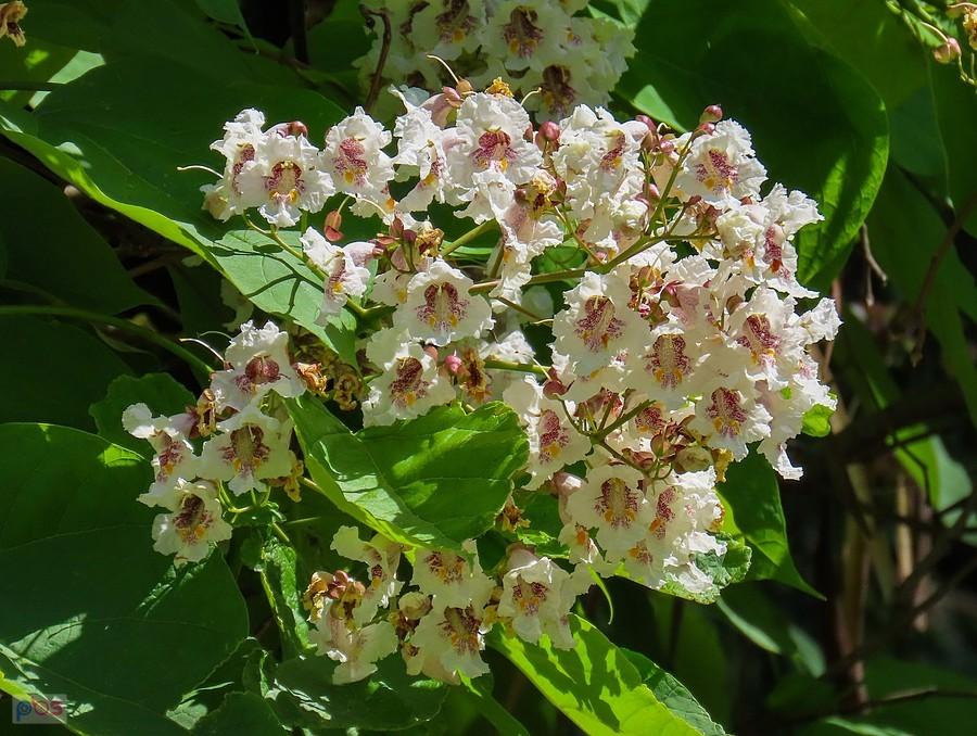 Surmia bignoniowa