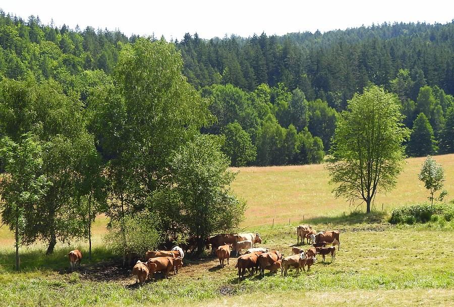 Stadko krówek