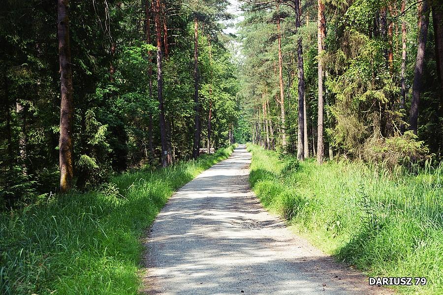 Puszcza Dulowska
