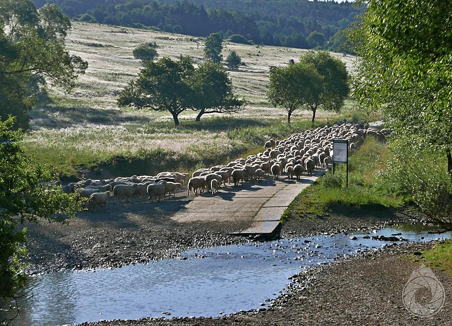 stadko mknie na Wyszowatkę