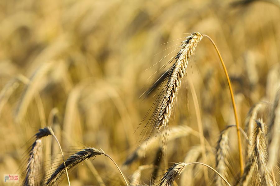 DSC_9714 zboże Stary Cykarzew gmina Mykanów powiat częstochowski-1600.jpg
